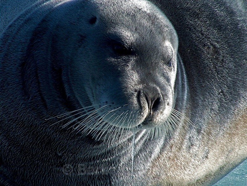 Seal 03 063 - Wildlife
