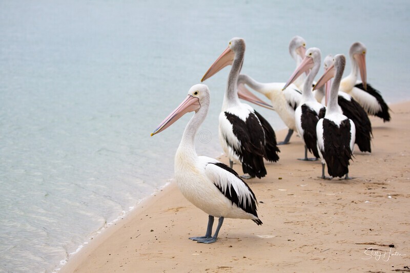 Pelican Group