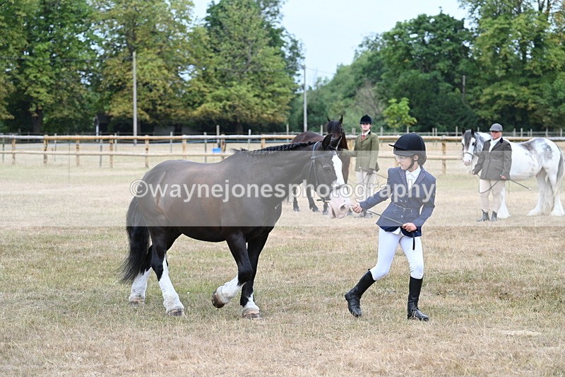 WJ7_9577 - Class 5 Most Handsome Gelding (up to 14.2hh)