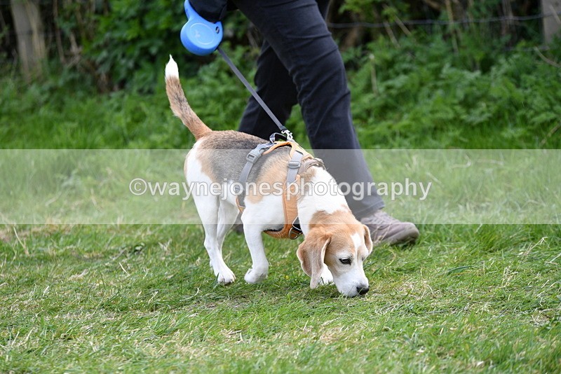 WJ5_9908 - Class 5 Best Veteran / 7 years & over