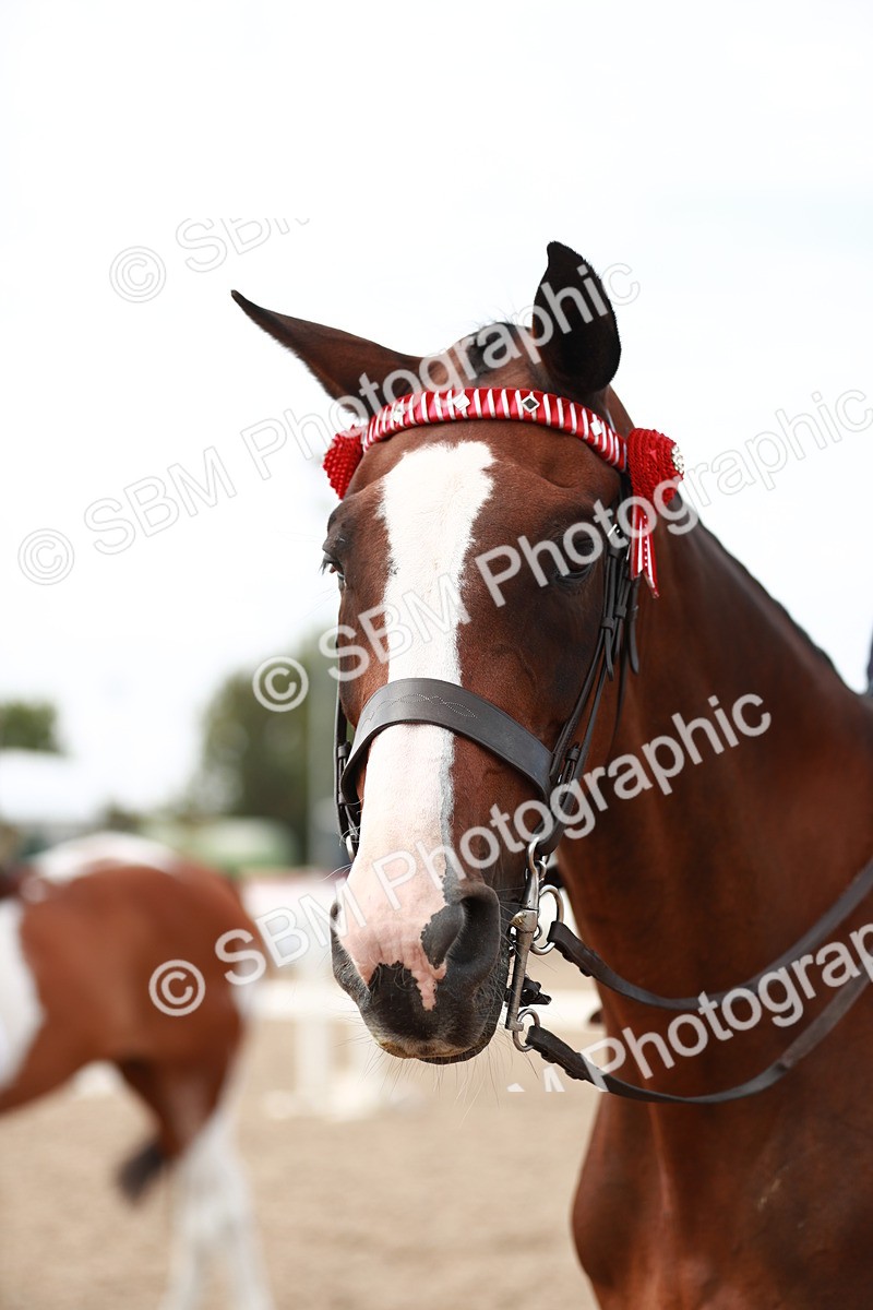 SBM_17578 - Class 215 Ridden Hack/ Riding Horse