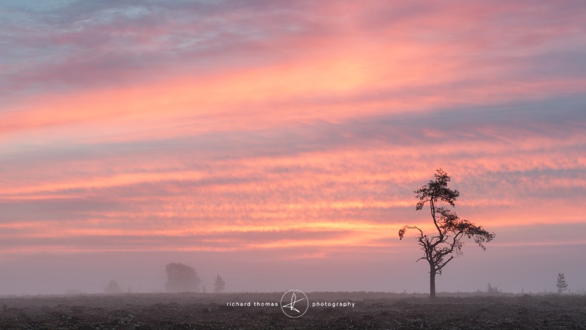 Dawn Survivor - New Forest - One2Tree