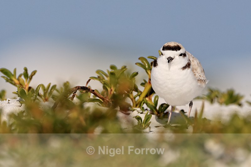 Snowy Plover, Fort De Soto Park, Florida - Snowy Plover
