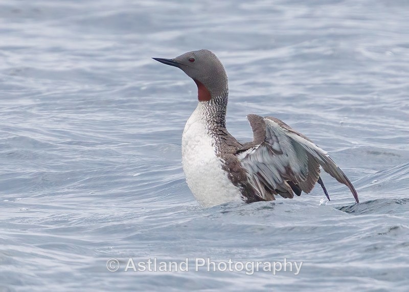 1 - Red-throated Diver