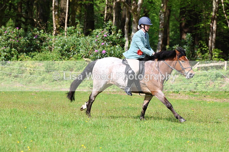 3E7A2669 - Working Hunter Championship