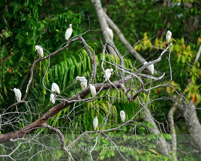 Cattle Egrets preening, Costa Rica - Cattle Egret