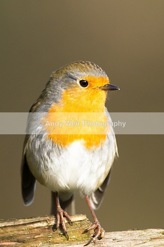20121110-_MG_1300 - Robin