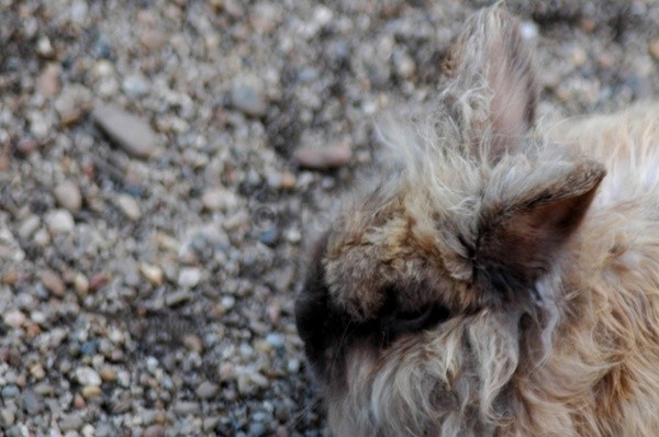 Furry - Fenced