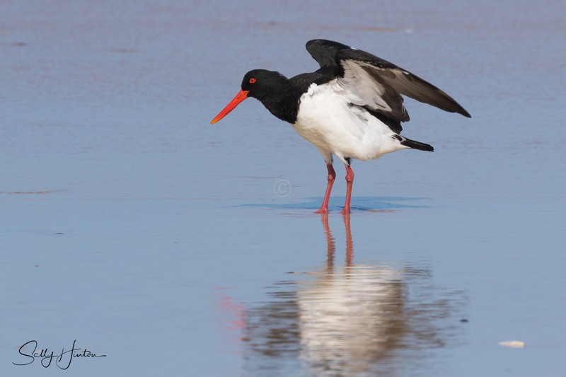 Pied Oyster Catcher 3