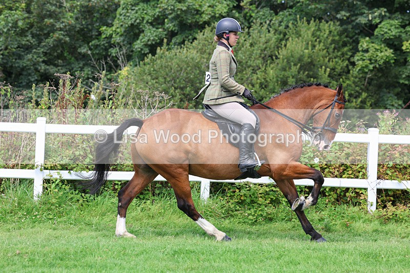 3E7A8675 - Class 5: Working Show Horse