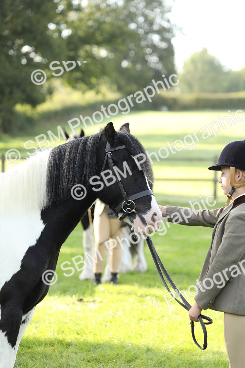 SBM_60925 - S43 - Coloured Pony In Hand