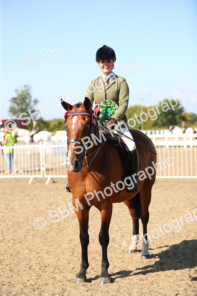 SBM_02370 - Class 43 Ridden Competition Horse/Pony