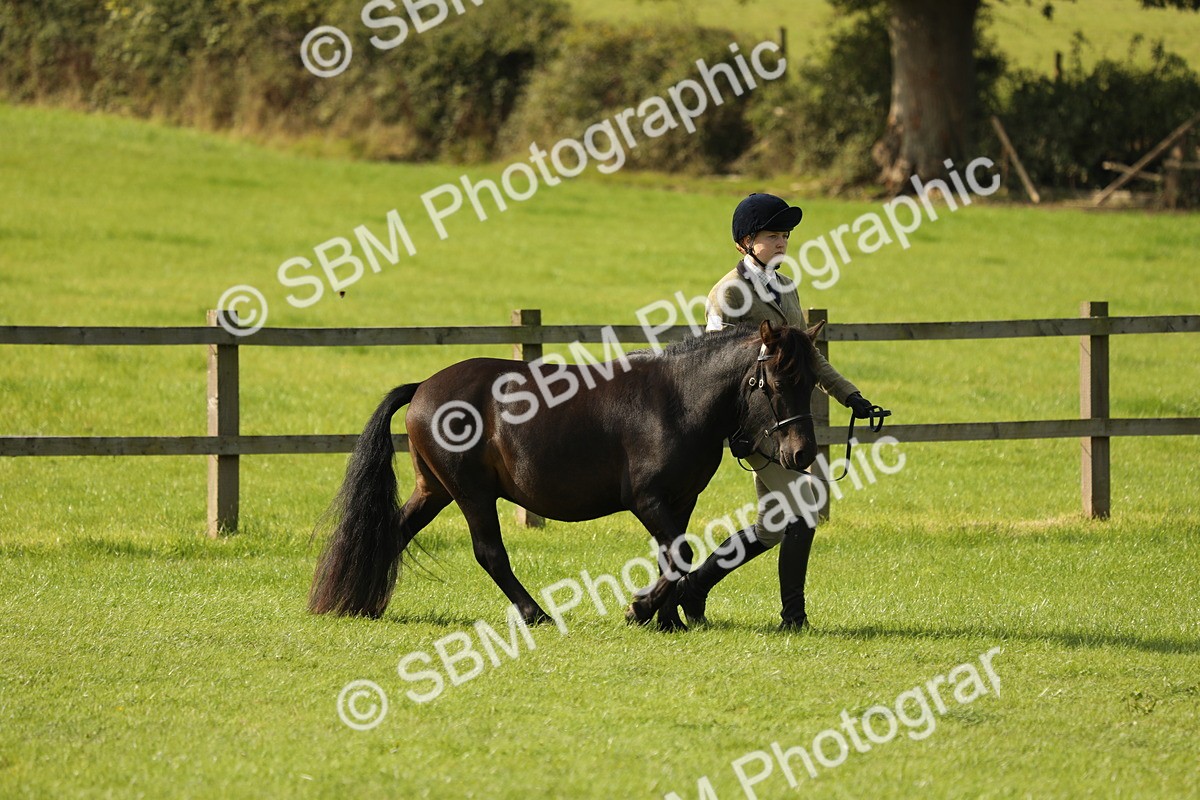 SBM_62380 - S46 - Mountain & Moorland In Hand Small Breeds