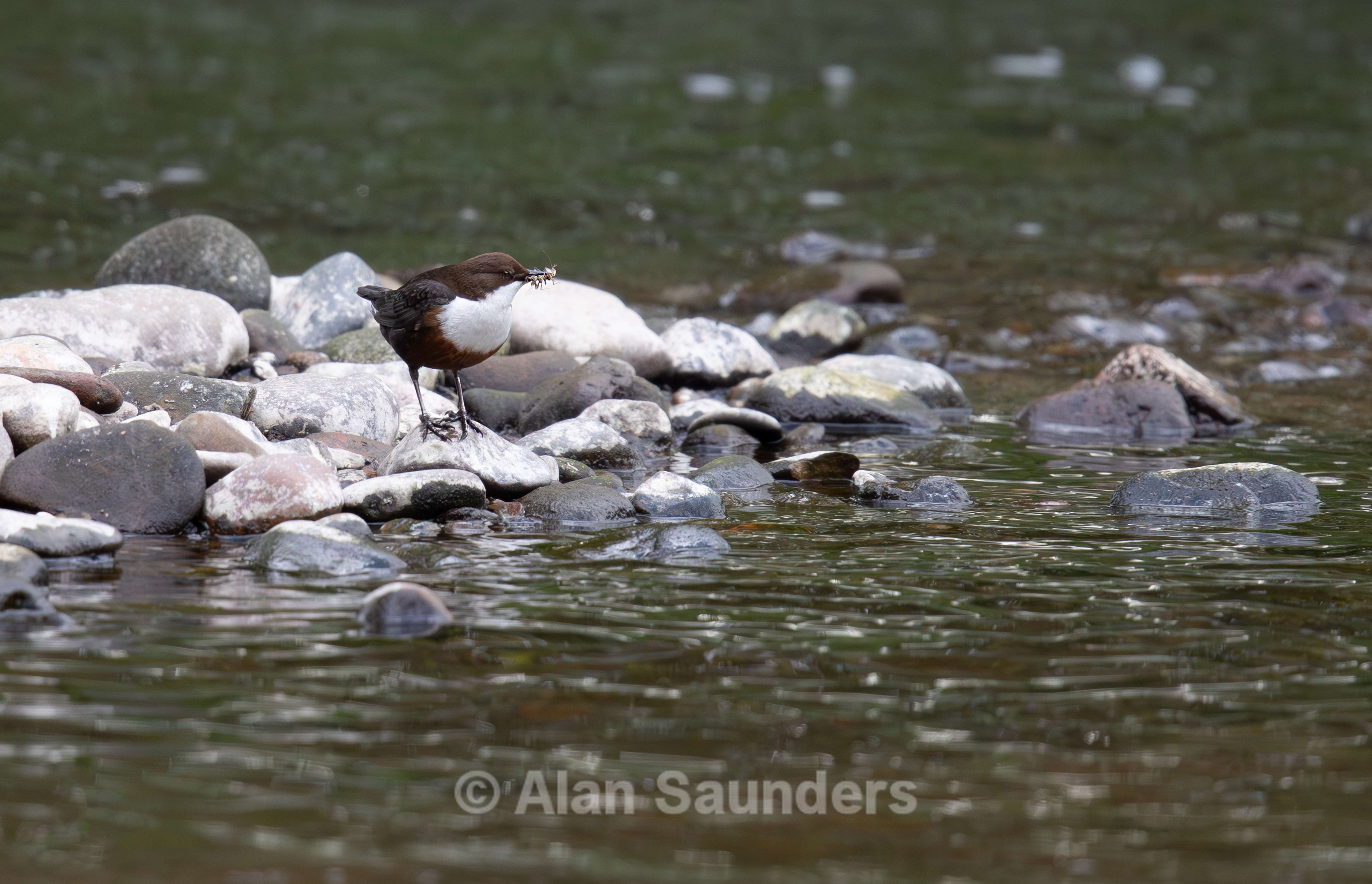 Dipper 15