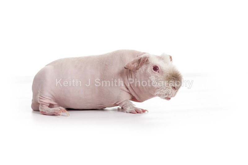 2SKJ8912 - Roaming Reptile Show. II