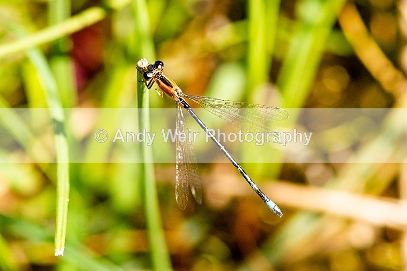 20180704-Rixton-3K8A1803 - Dragonflies & Damselflies