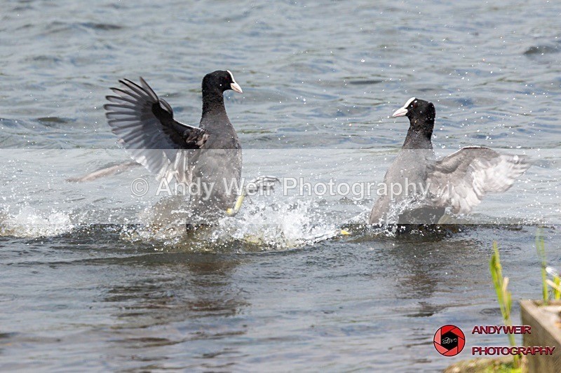 190523-untitled-3K8A9793 - Rails & Coots