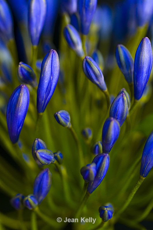 Flower - 5109 - Blue