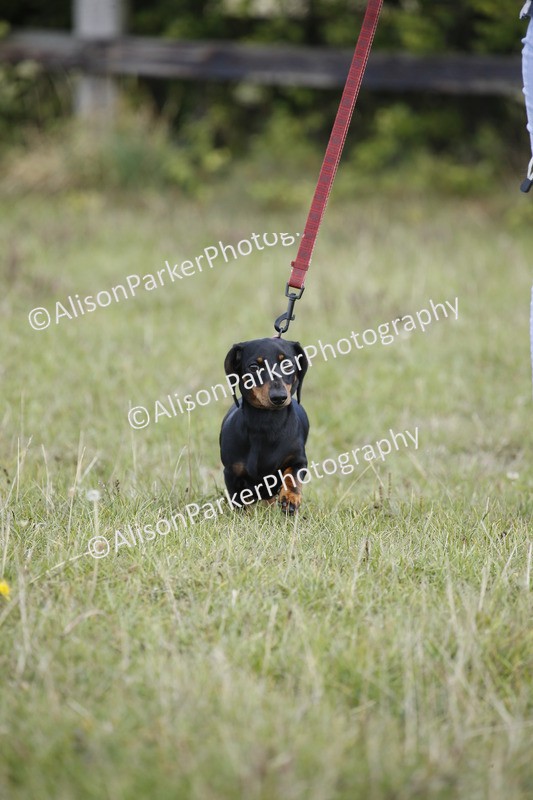 20250831-3746 - Dog Show