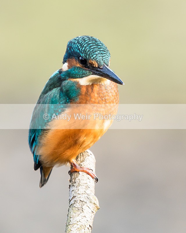 20151004-8E0A1299 - Woolston Eyes Nature Reserve