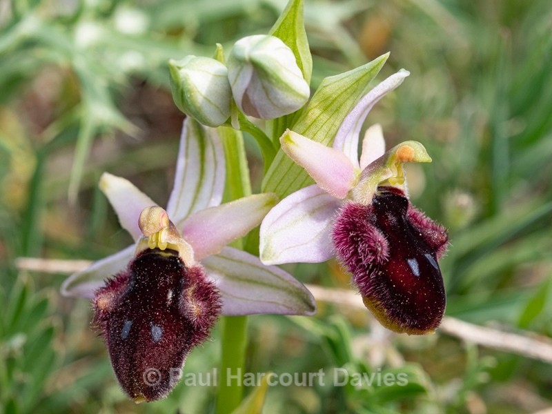 Promontory Orchid (Ophrys promontori)  - Gargano - Wild Orchids