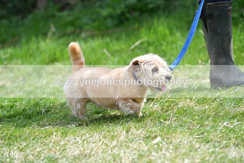 WJ5_0348 - Class 7 Best Terrier