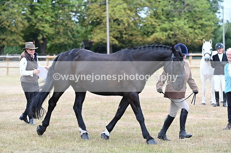 WJ7_0047 - Class 5a Most Handsome Gelding (above 14.2hh)