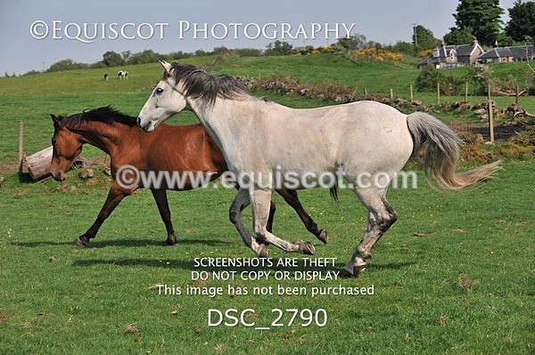 DSC_2790 - ARCHIVE REQUEST - Quincy and Guinness