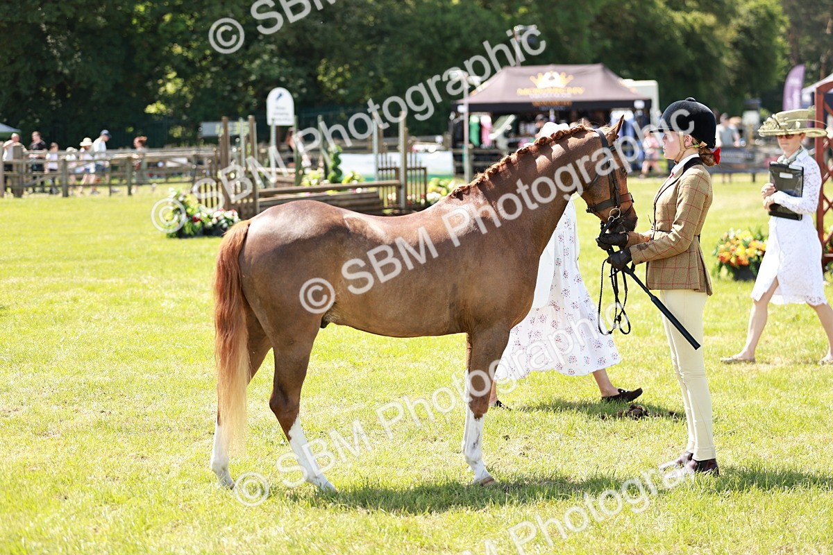 SBM_15681 - Class 108-109 - BSPS LIHS Open Gradle & Nursery Stakes