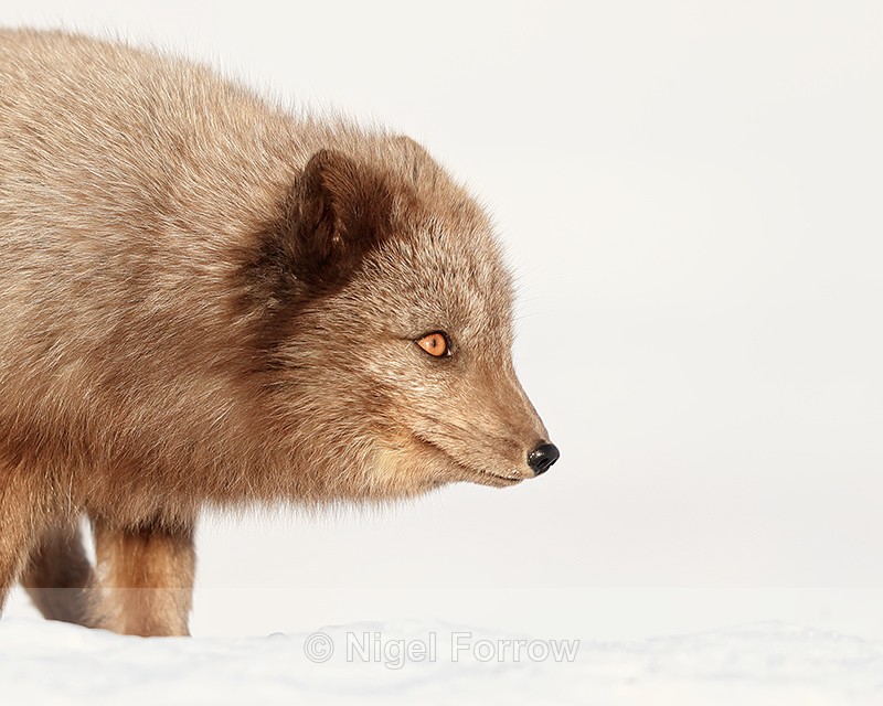 Dark Arctic Fox close-up, Svalbard, Norway - Arctic Fox
