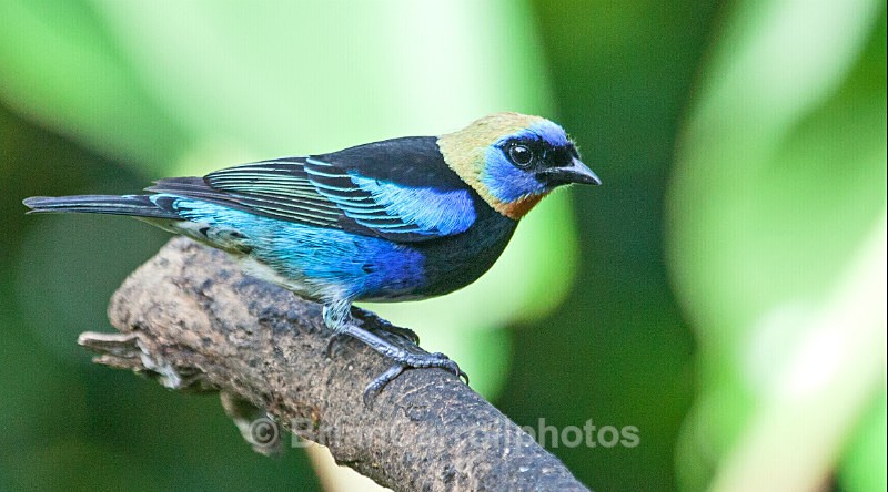 IMG_5322 Golden Hooded Tanager, Costa Rica - Costa Rican Wildlife