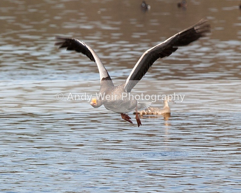 20110410-IMG_1575 - Greylag Goose