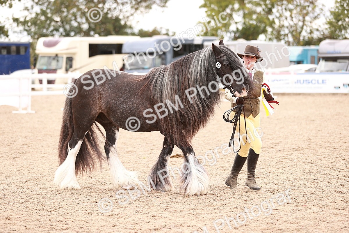 SBM_16877 - Class414 - Best maine & Tail - Adult