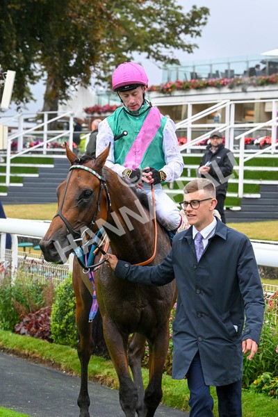 080924-Race 1-Windlord-8868 - Race 1 1.40pm British European Breeders Fund Novice Stakes