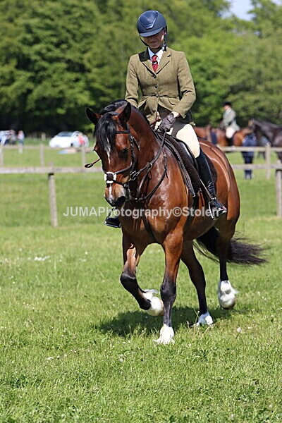IMG_4198 - Working Hunter