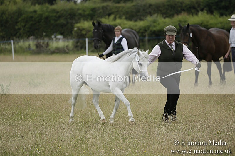 B230619-0538 - Bourne Valley Riding Club Summer Show 23/06/19