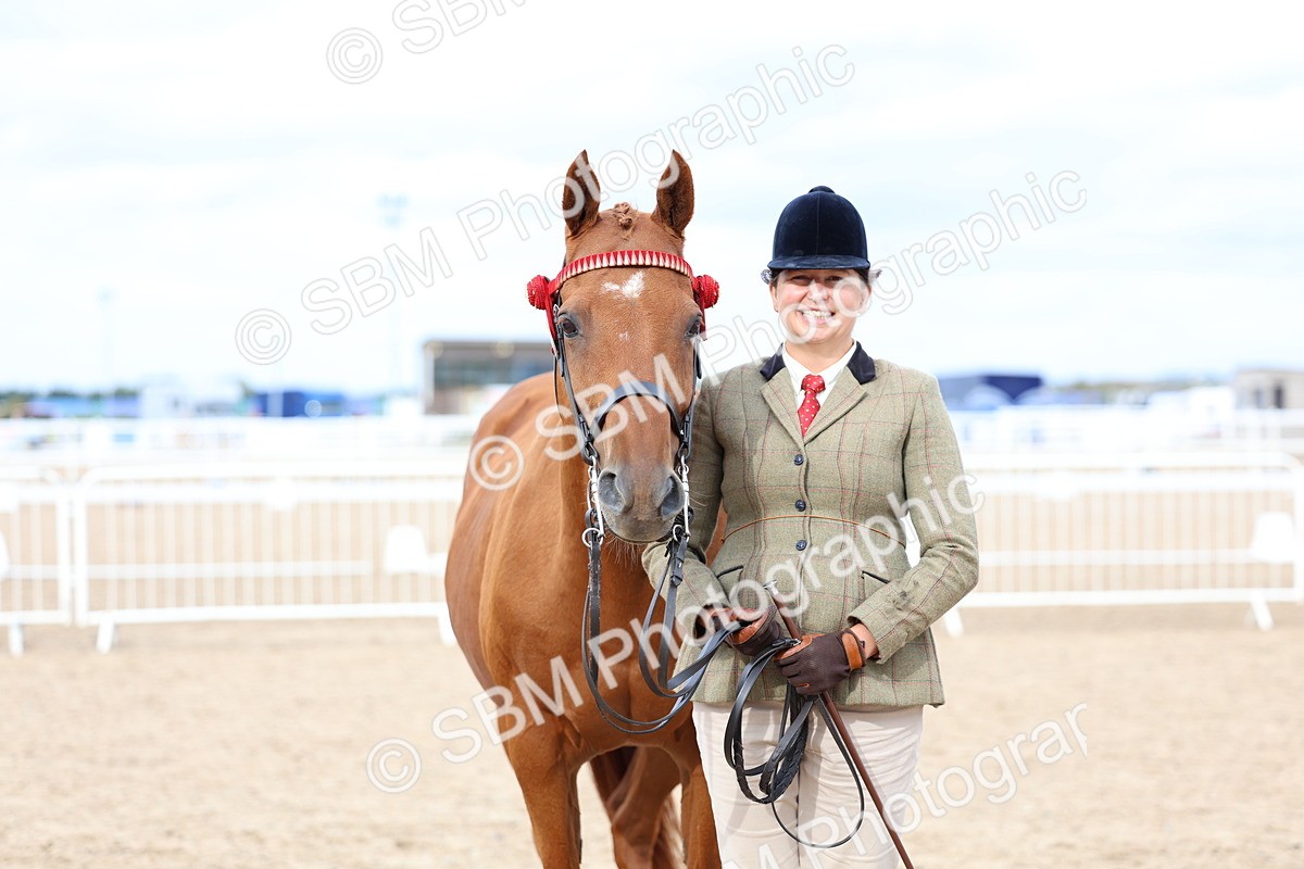 SBM_05768 - Class 28 - IH Veteran Horse