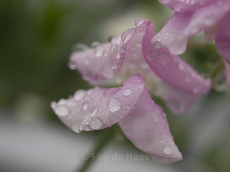  - After the rain