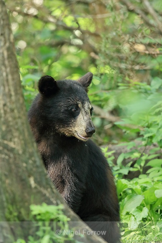Black Bear by tree trunk, Minnesota, USA - American Black Bear