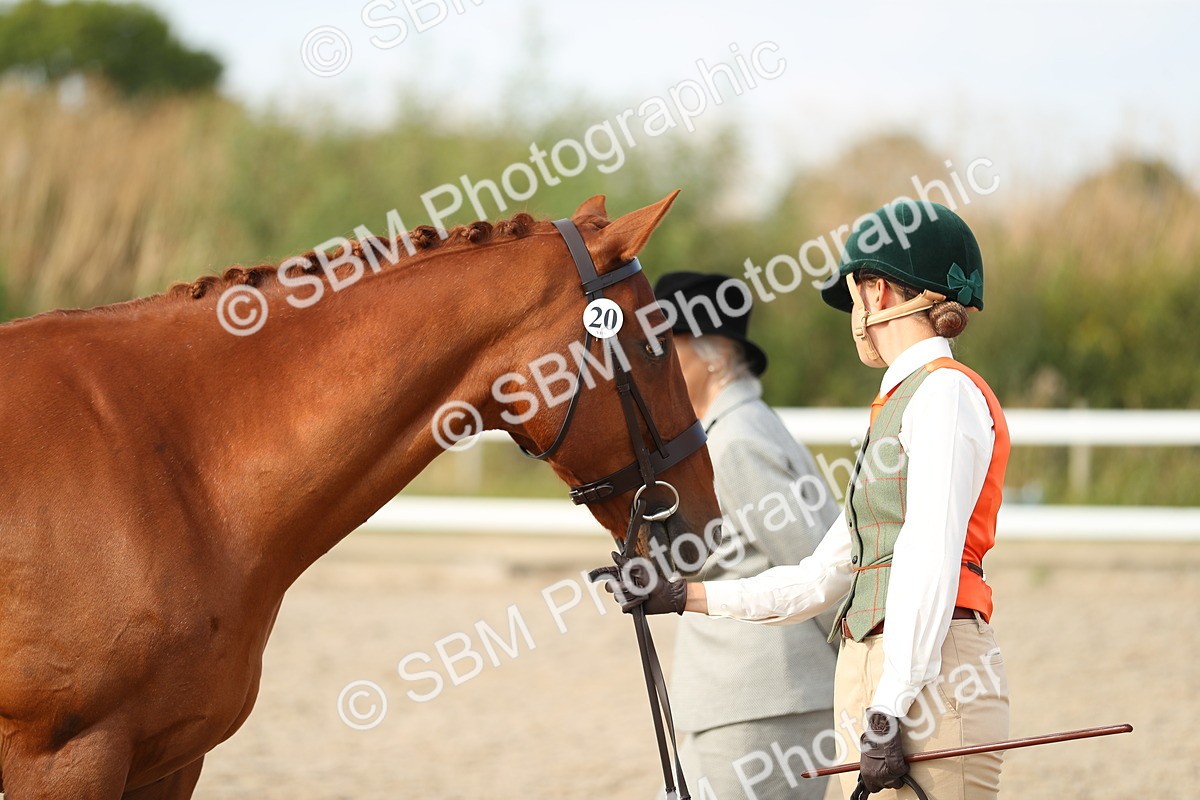 SBM_08613 - Class 28 - IH Veteran Horse