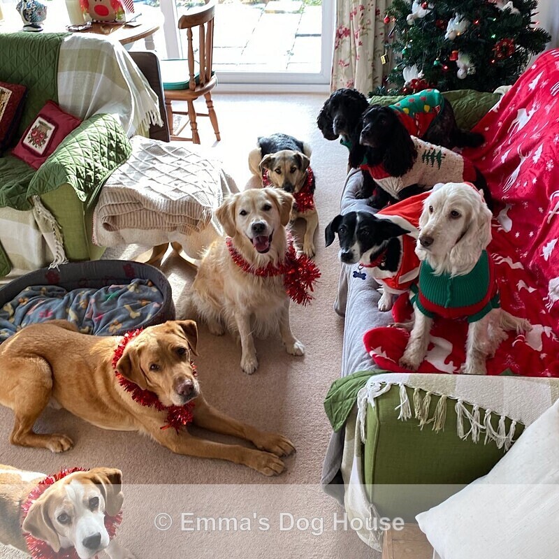  - Dogs