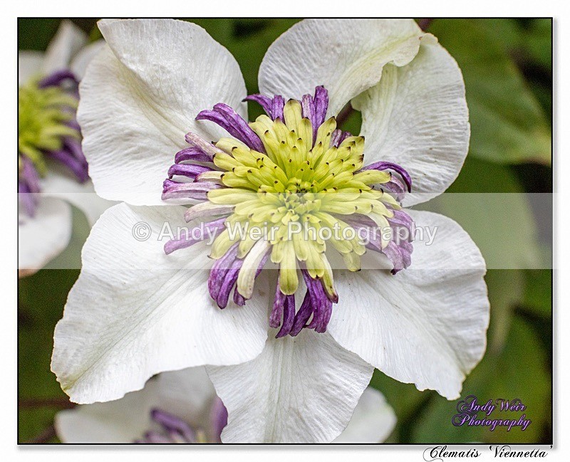 190614-untitled-1L4A1952-Edit - Plants & Flowers