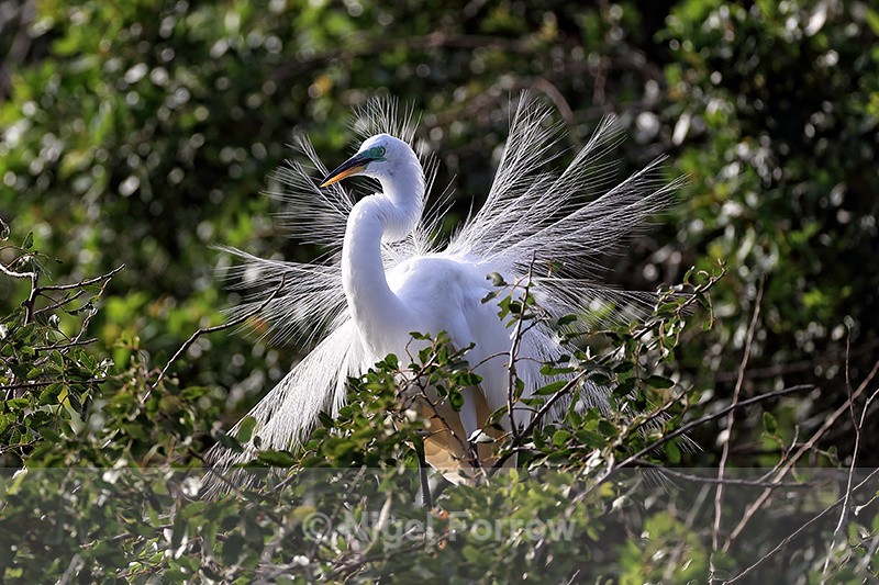 Great Egret breeding plumage display, Venice Rookery, Florida - Great Egret