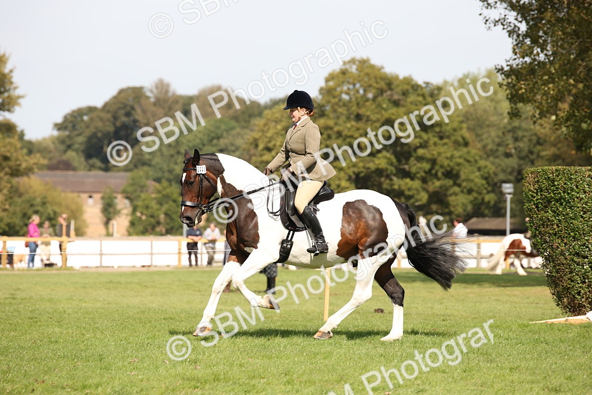 SBM_70095 - S65 - Piebald & Skewbald Horse Ridden