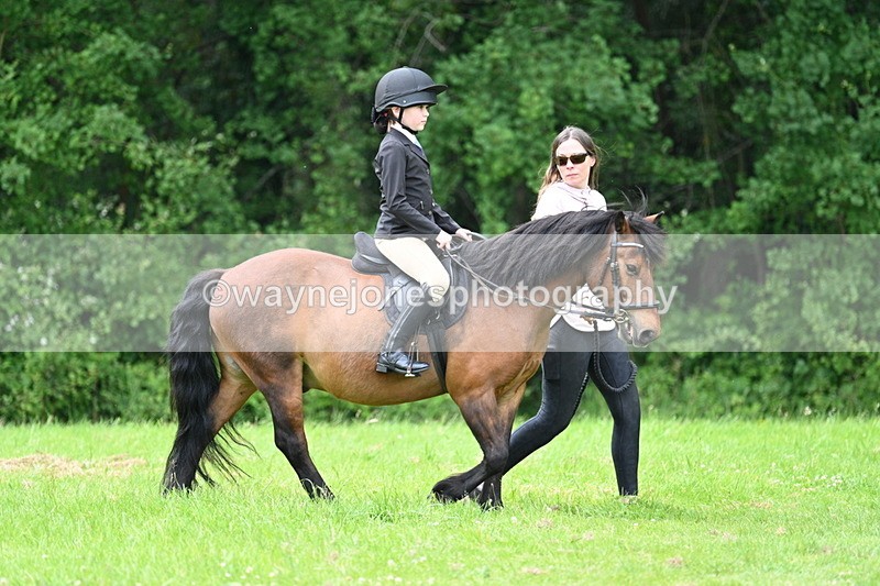 WJ7_3915 - Class 14A Handsome Gelding