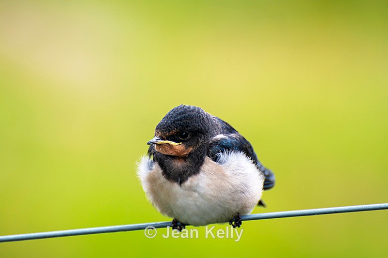 Barn Swallow Chick - DSC_6808 - Birds