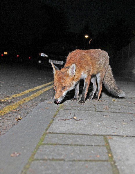 Urban Fox, Bristol _ UR049 - Urban Foxes, Bristol, Great Britain