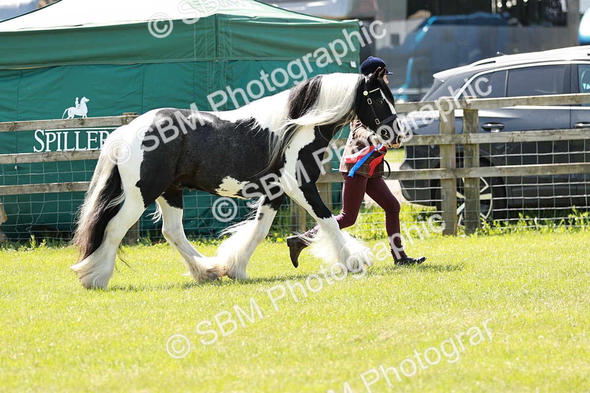 SBM_05546 - Class 41-45 - Riding Pony-Hunter Pony Breeding