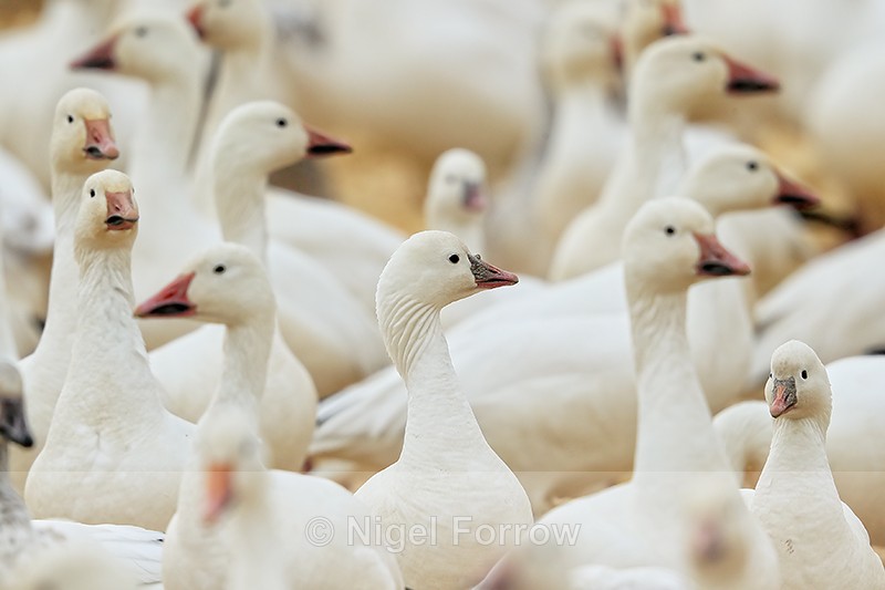 Ross's Goose head, Bosque del Apache, New Mexico - Ross's Goose