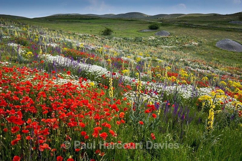  - Plants: wide-angle